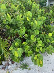 Tulum Sea Plants