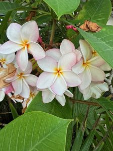 Tulum Jungle Flower