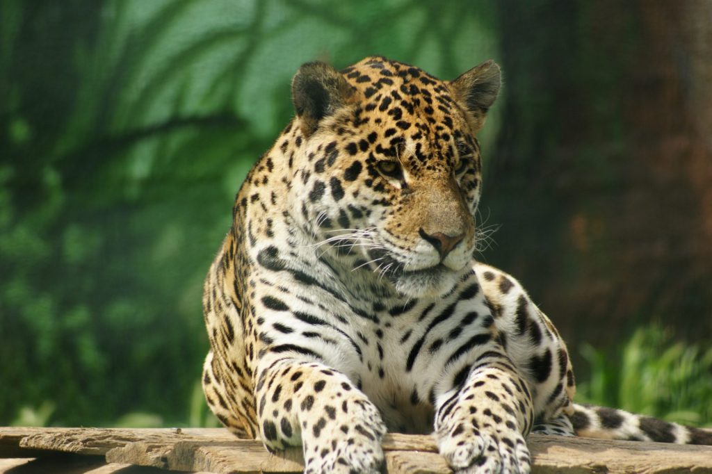 tulum jaguar