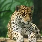 tulum jaguar