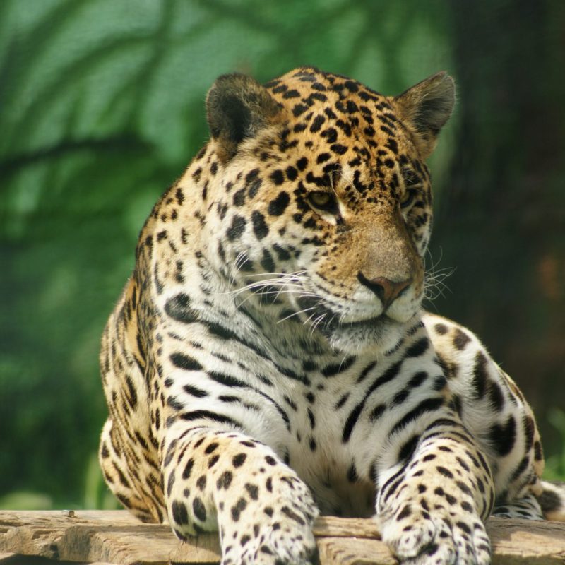 tulum jaguar